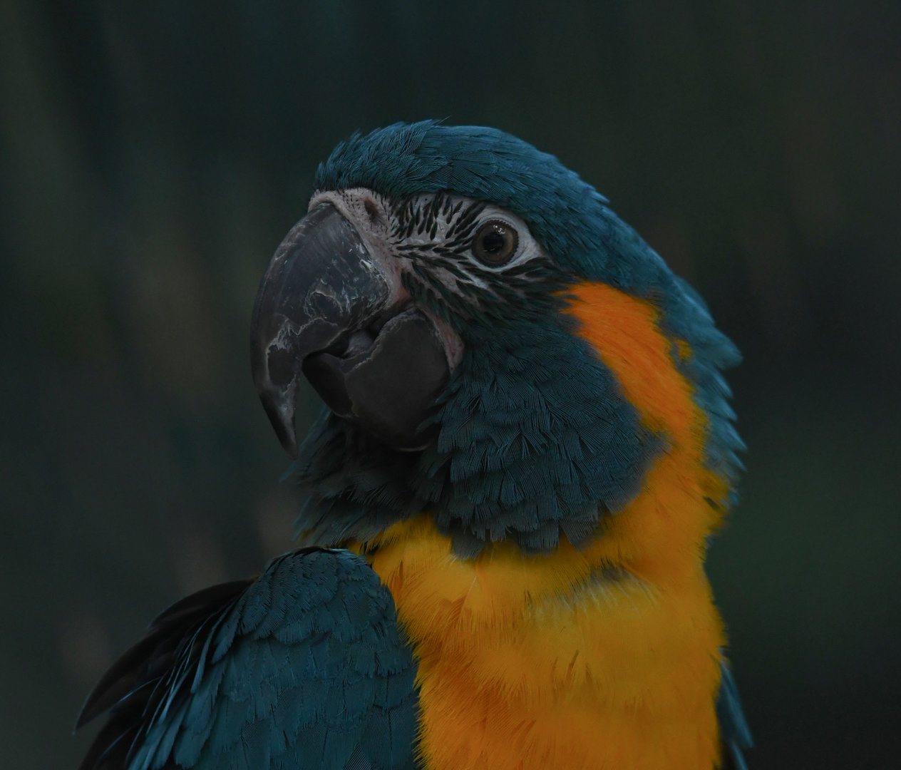 Blue-Throated Macaw