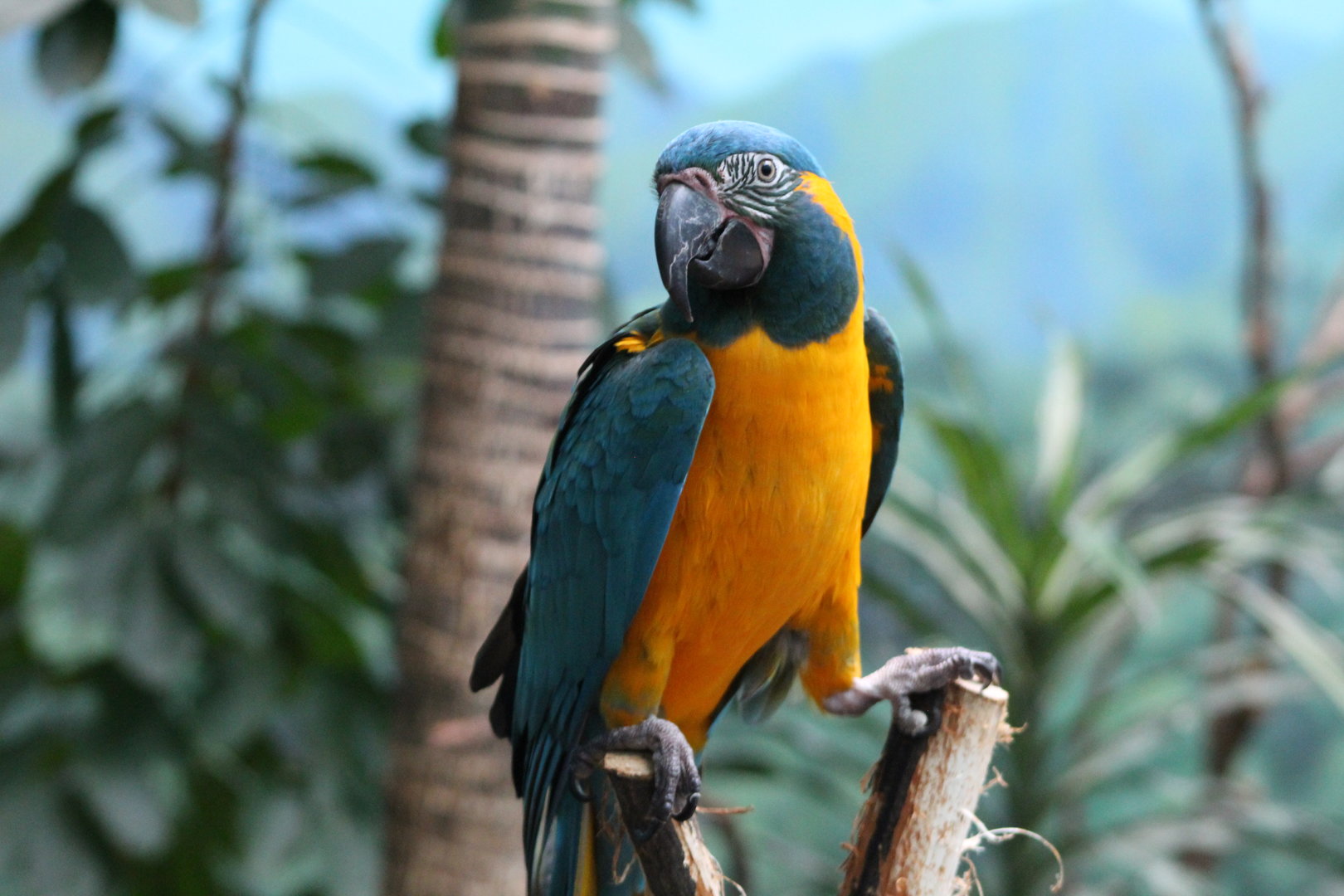 Blue-throated Macaw