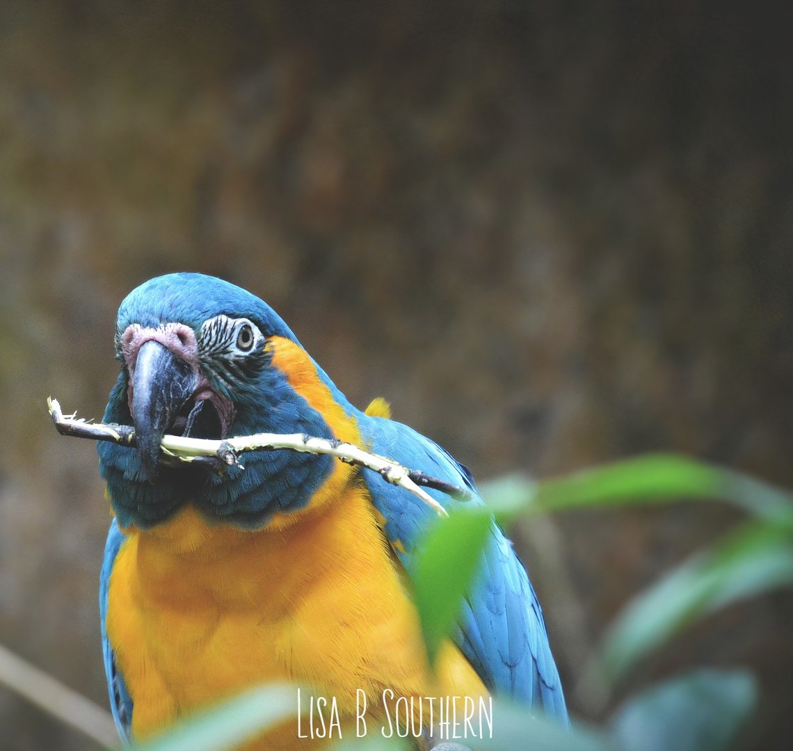 Blue Throated Macaw