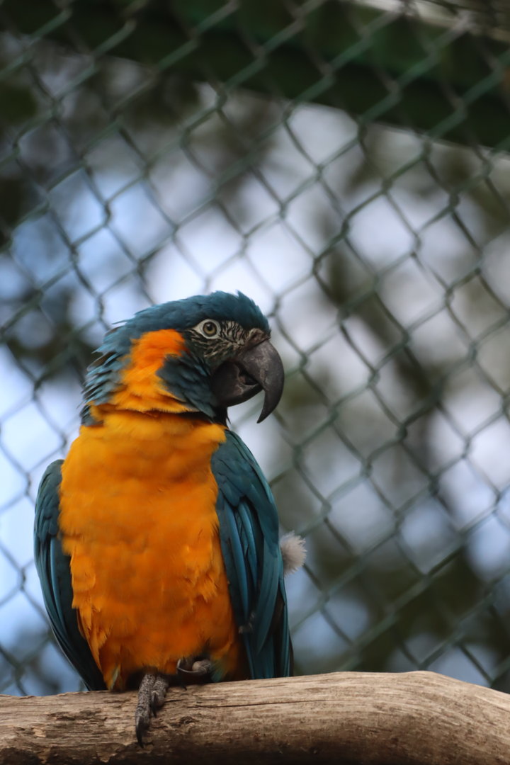 Blue-throated Macaw