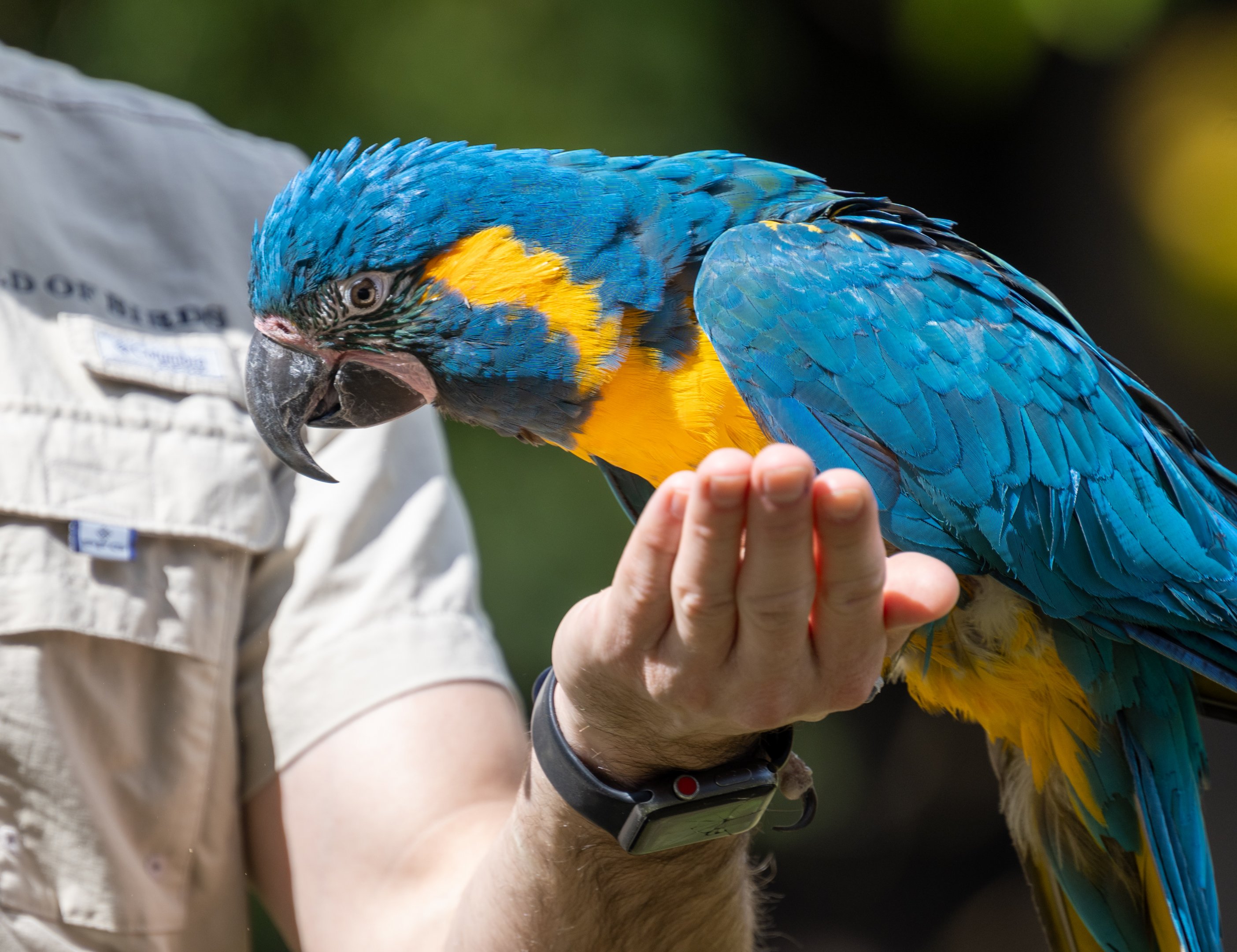 Blue Throated Macaw