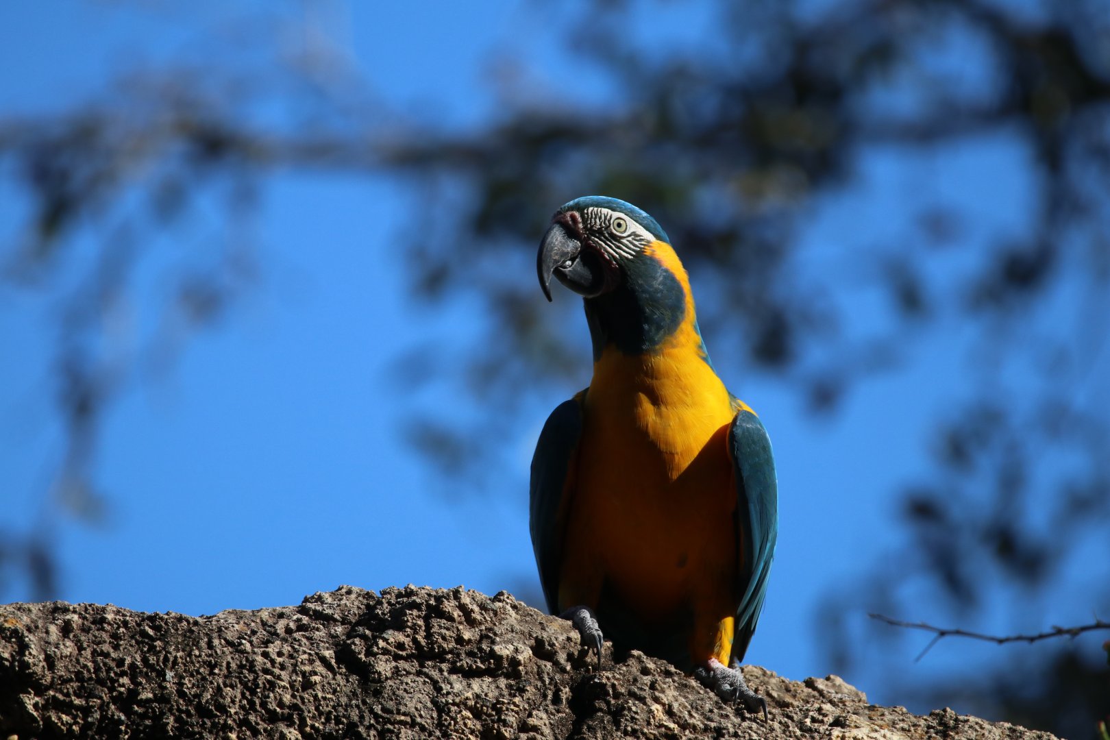 Blue-throated macaw
