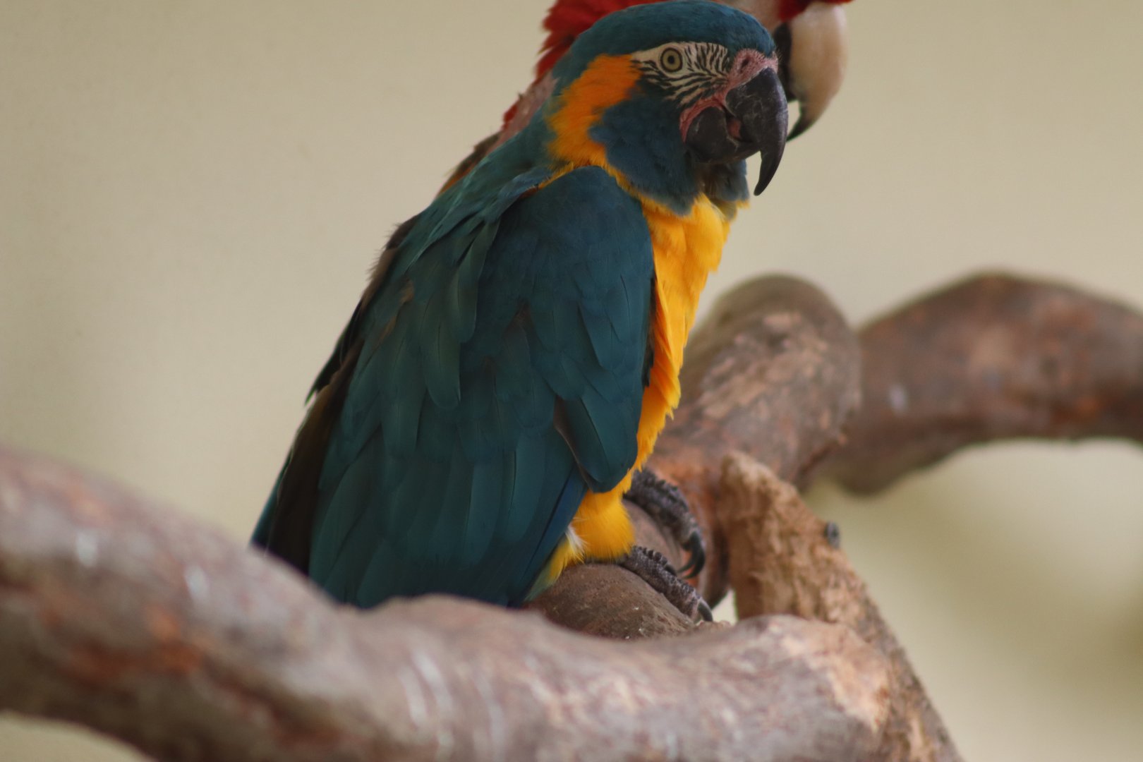 Blue-Throated Macaw