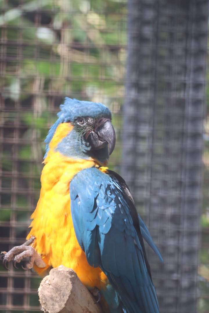 Blue-throated Macaw