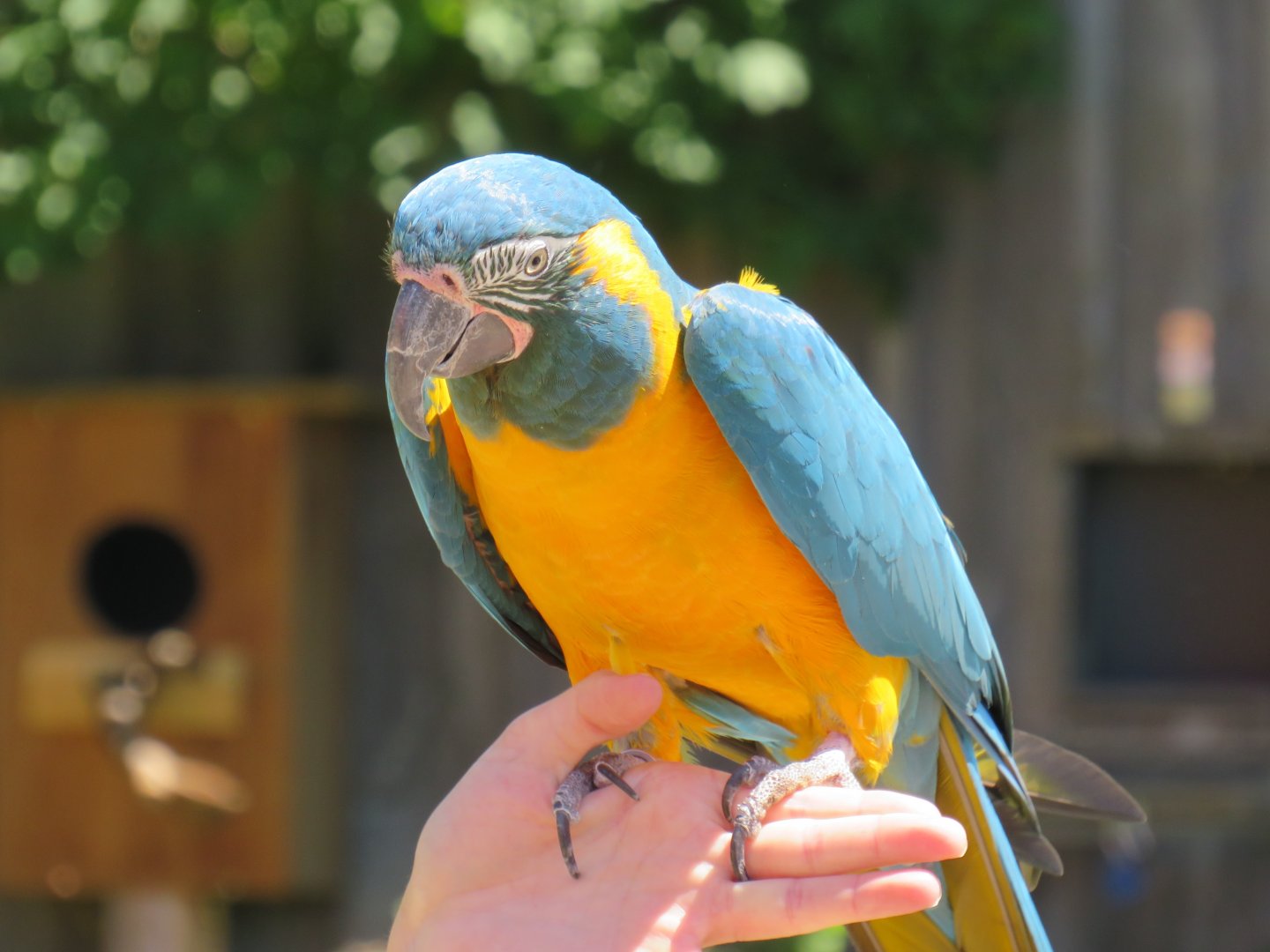 Blue-throated macaw