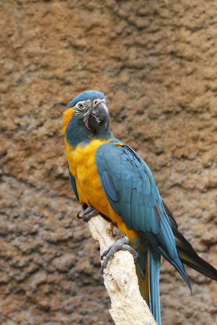 Blue throated macaw