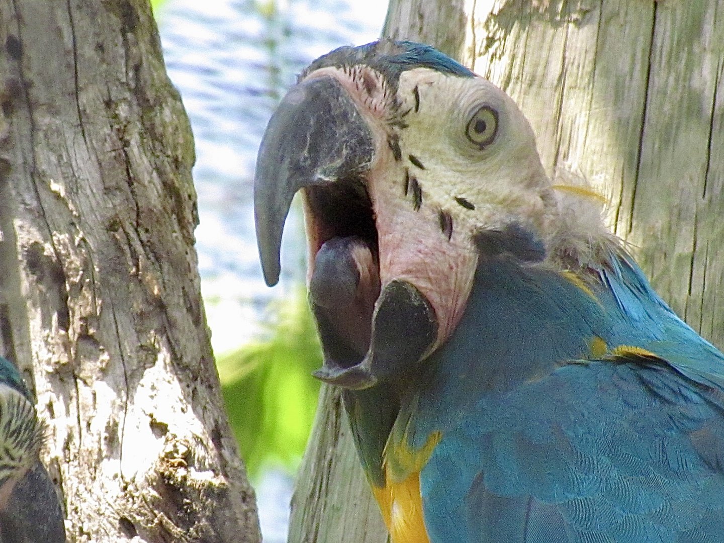 Blue-throated Macaw