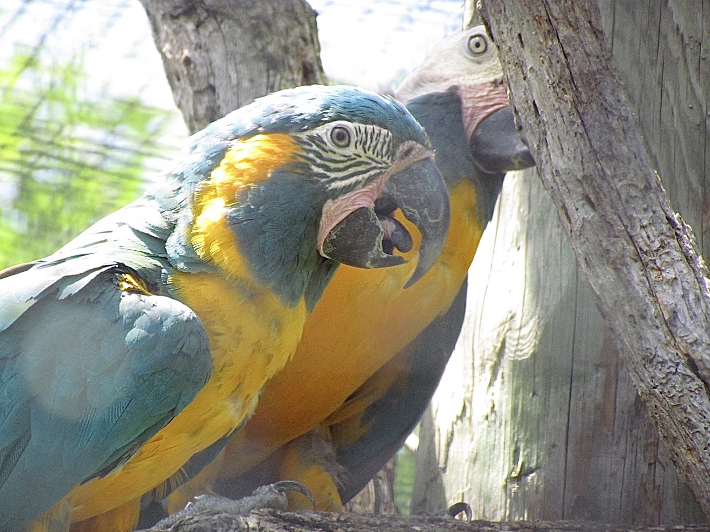 Blue-throated Macaw
