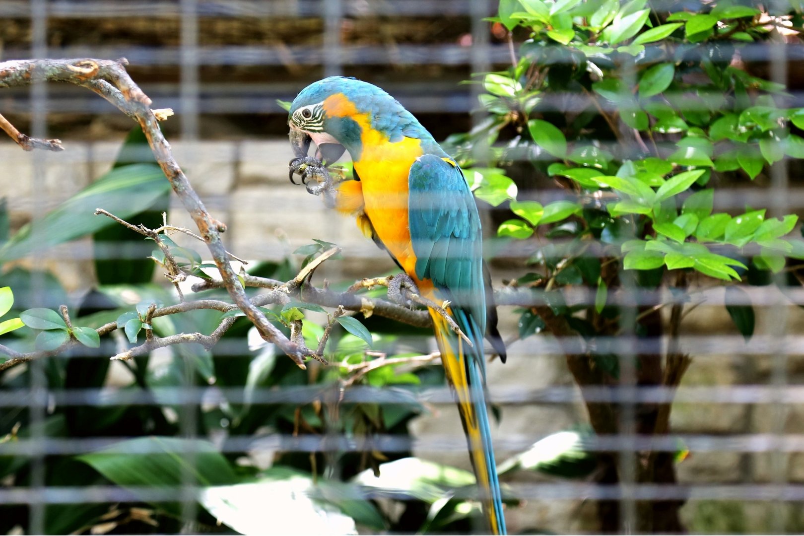 Blue-throated Macaw