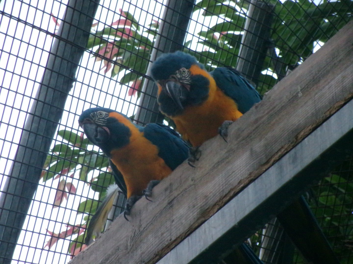 Blue-throated macaw