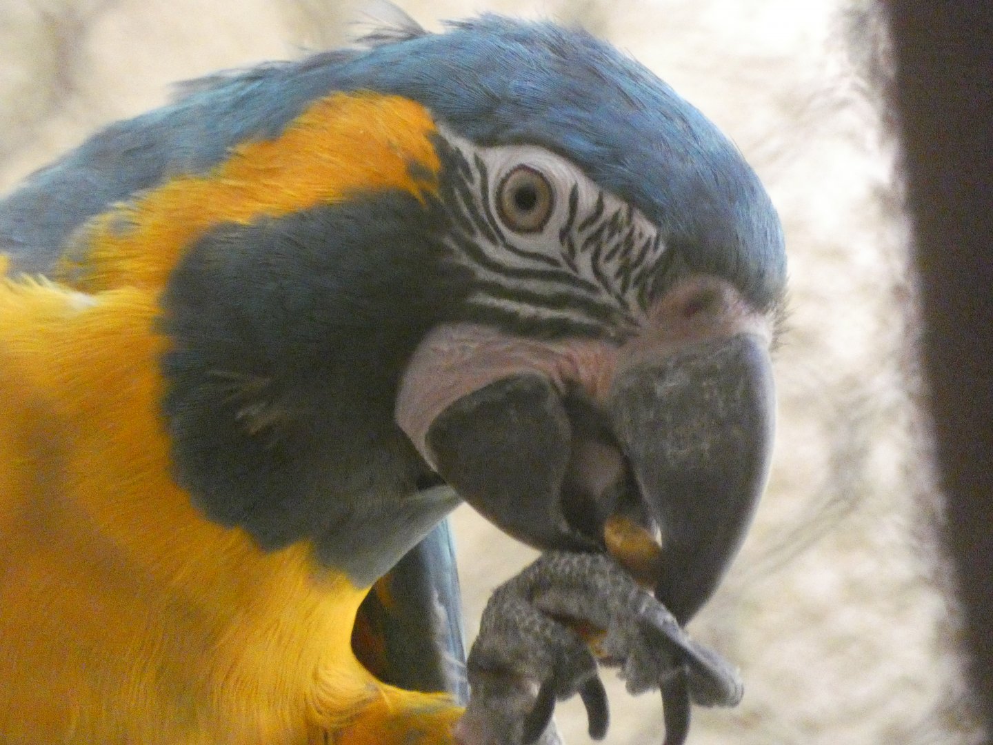 Blue-throated macaw