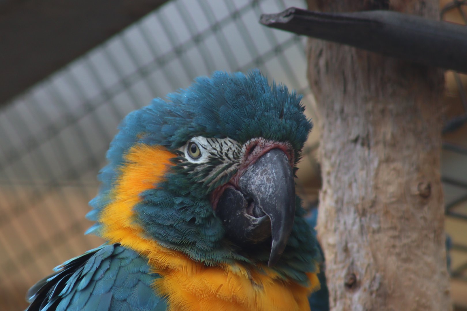 Blue-throated Macaw