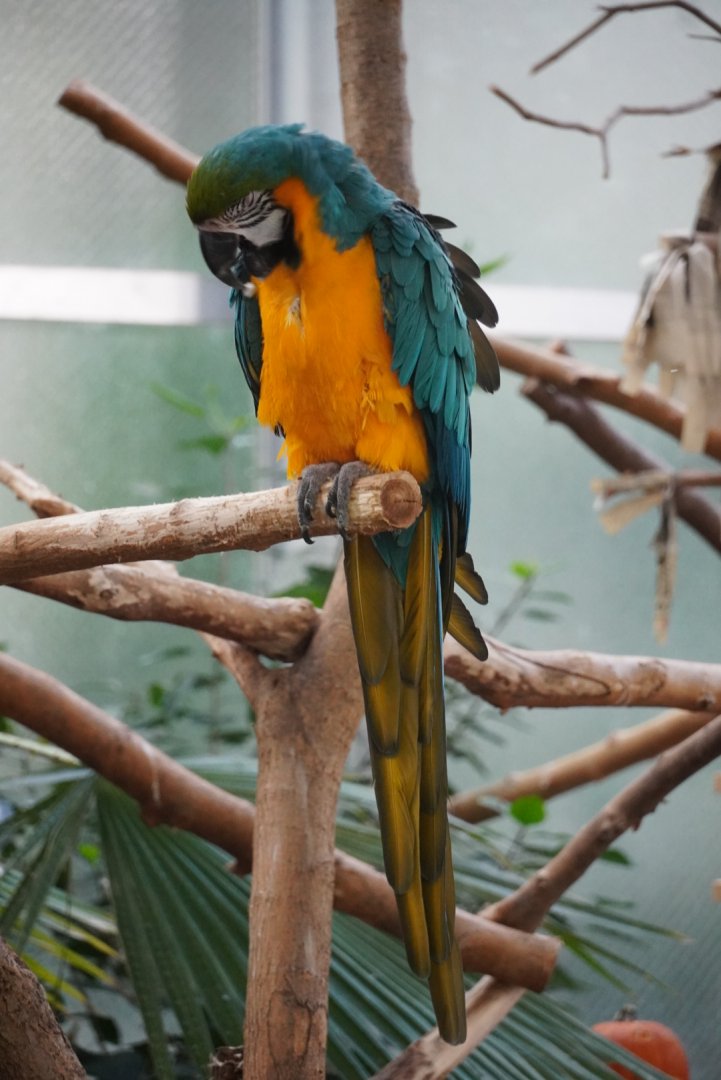 Blue Throated Macaw