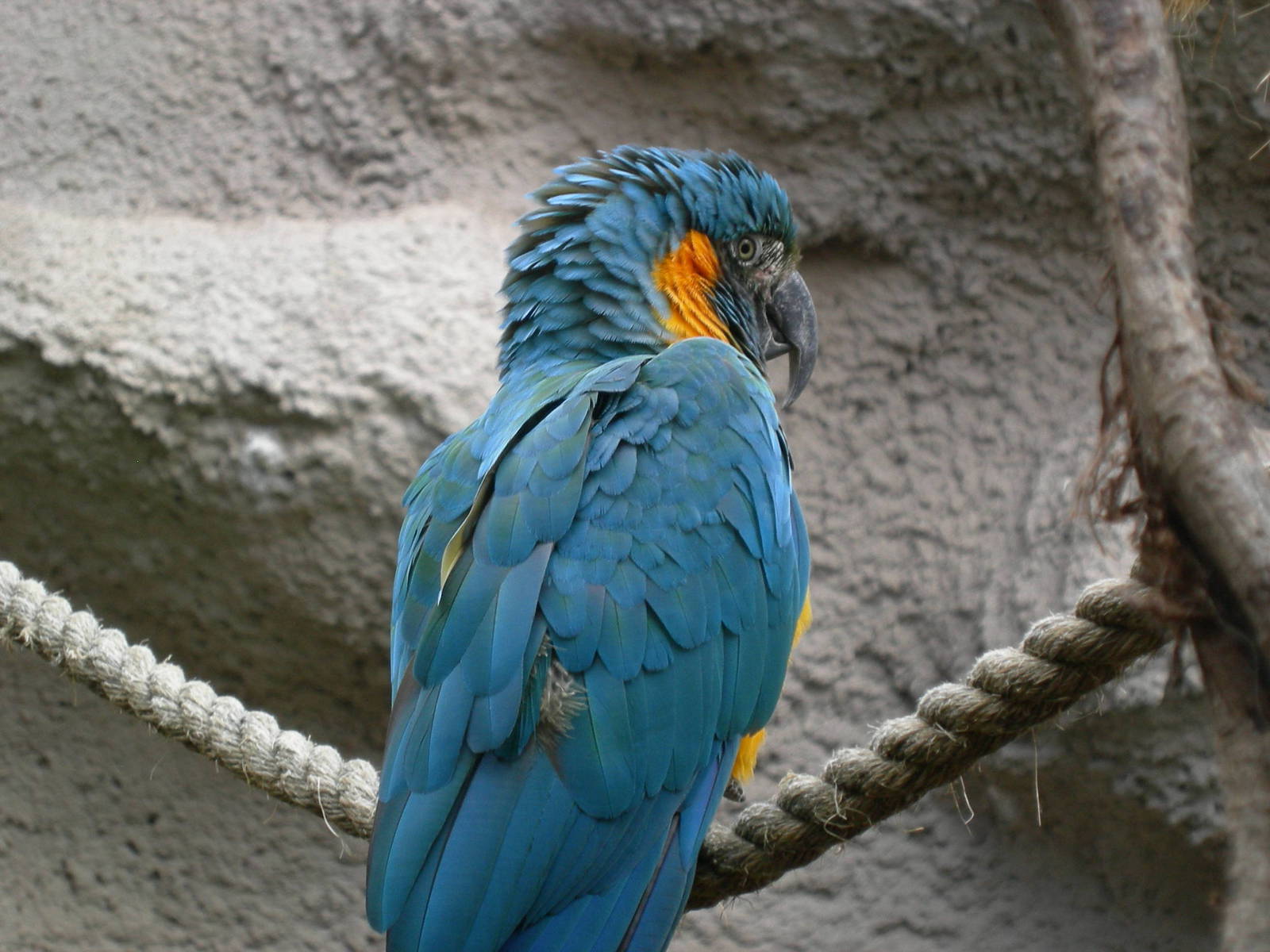 Blue throated macaw