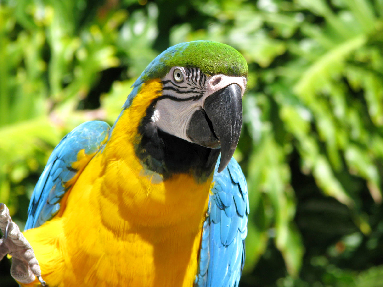 Blue Throated Macaw