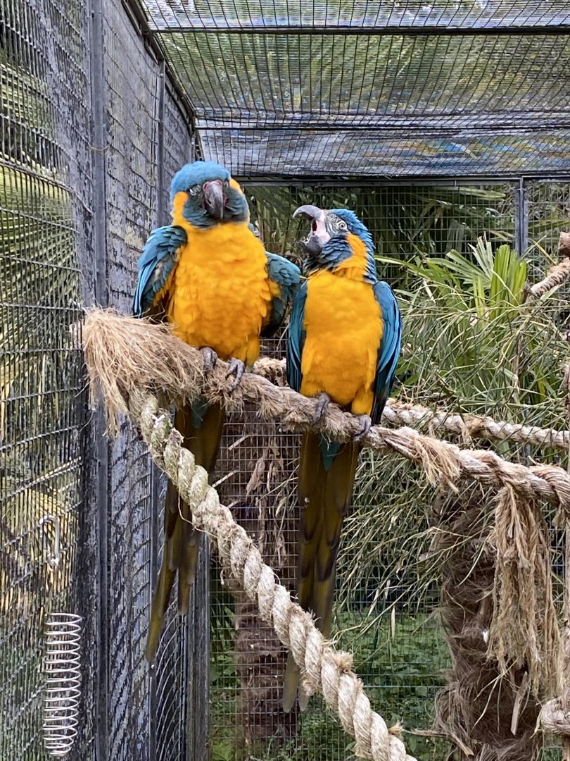 Blue-throated macaws 061121