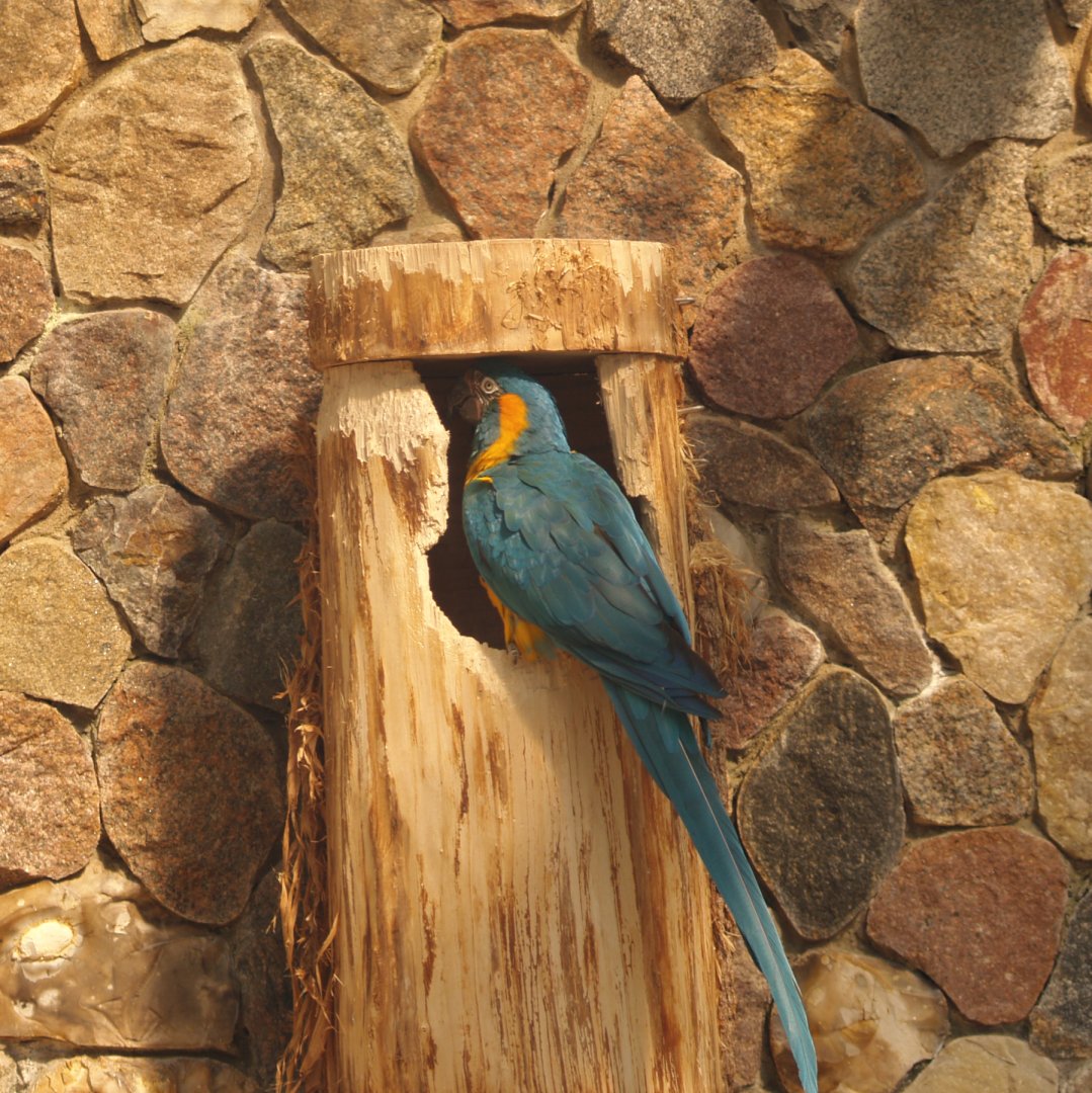 Blue-throated macaws (Ara glaucogularis), May 2006