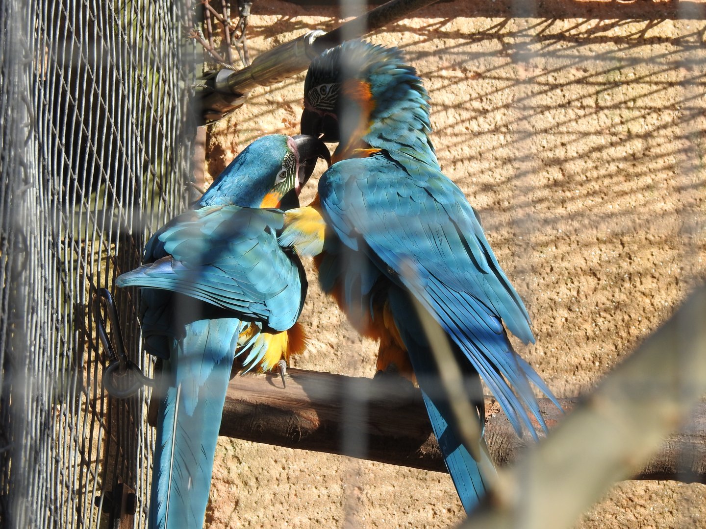 Blue-Throated Macaws (Ara glaucogularis)