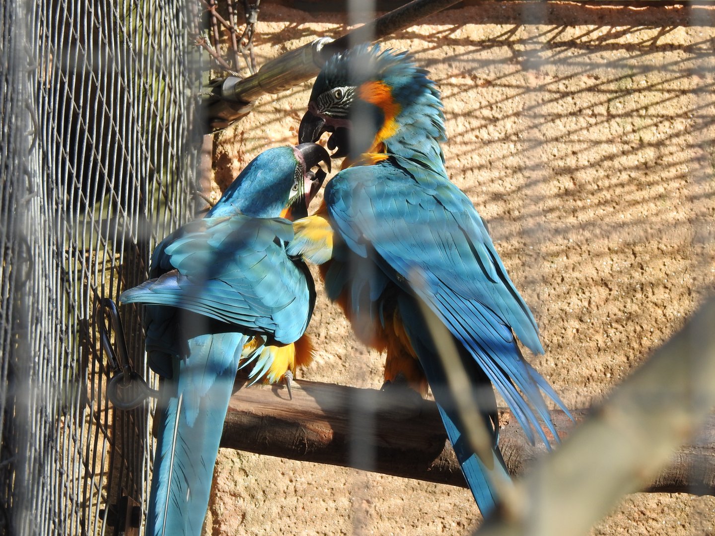 Blue-Throated Macaws (Ara glaucogularis)