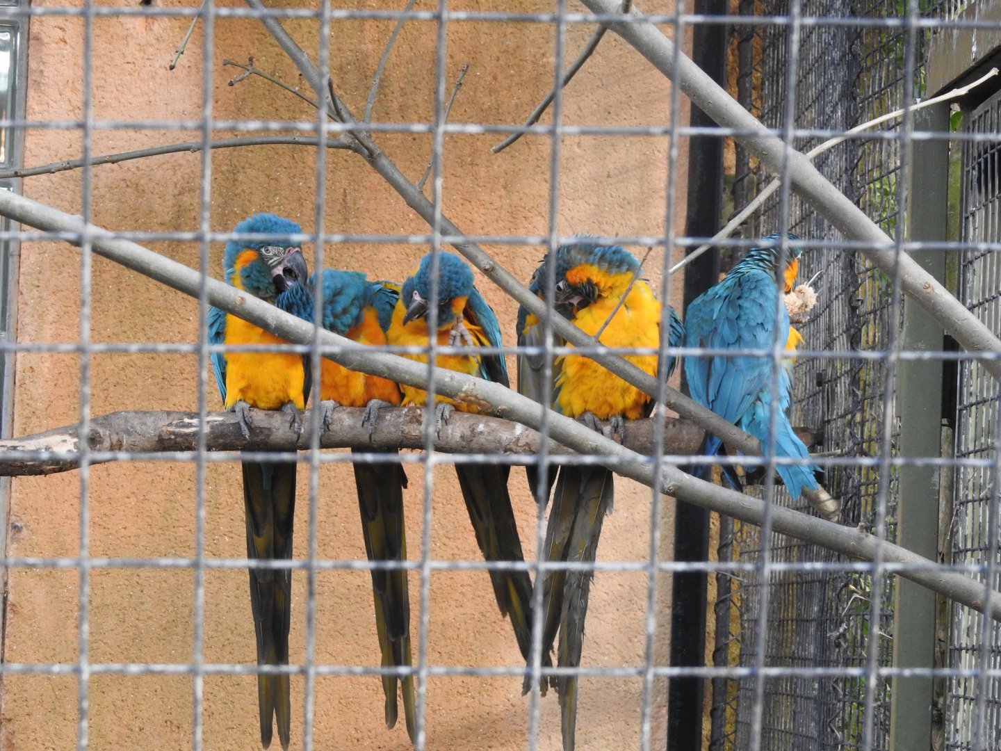 Blue-Throated Macaws (Ara glaucogularis)
