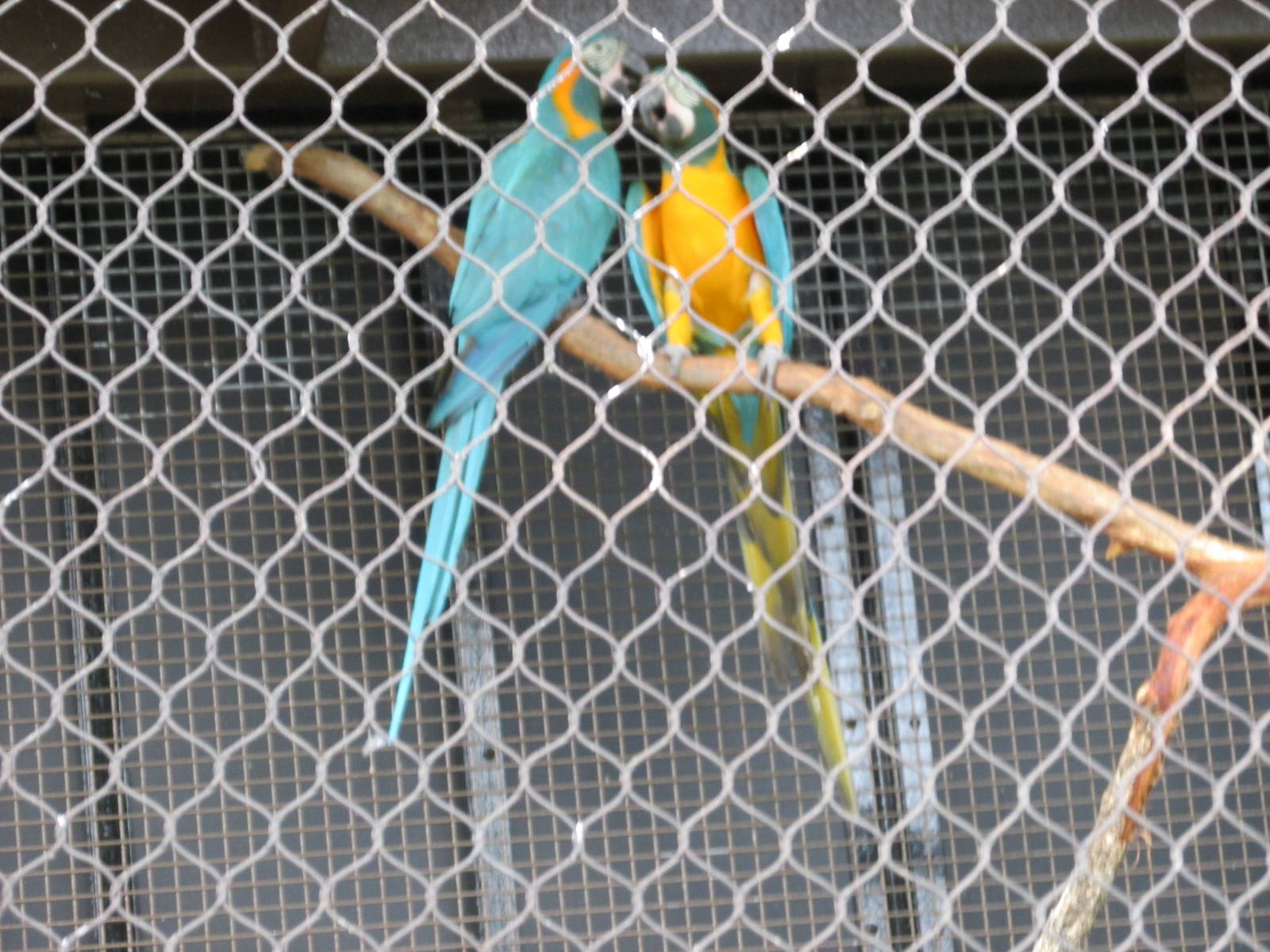 blue throated macaws houston zoo