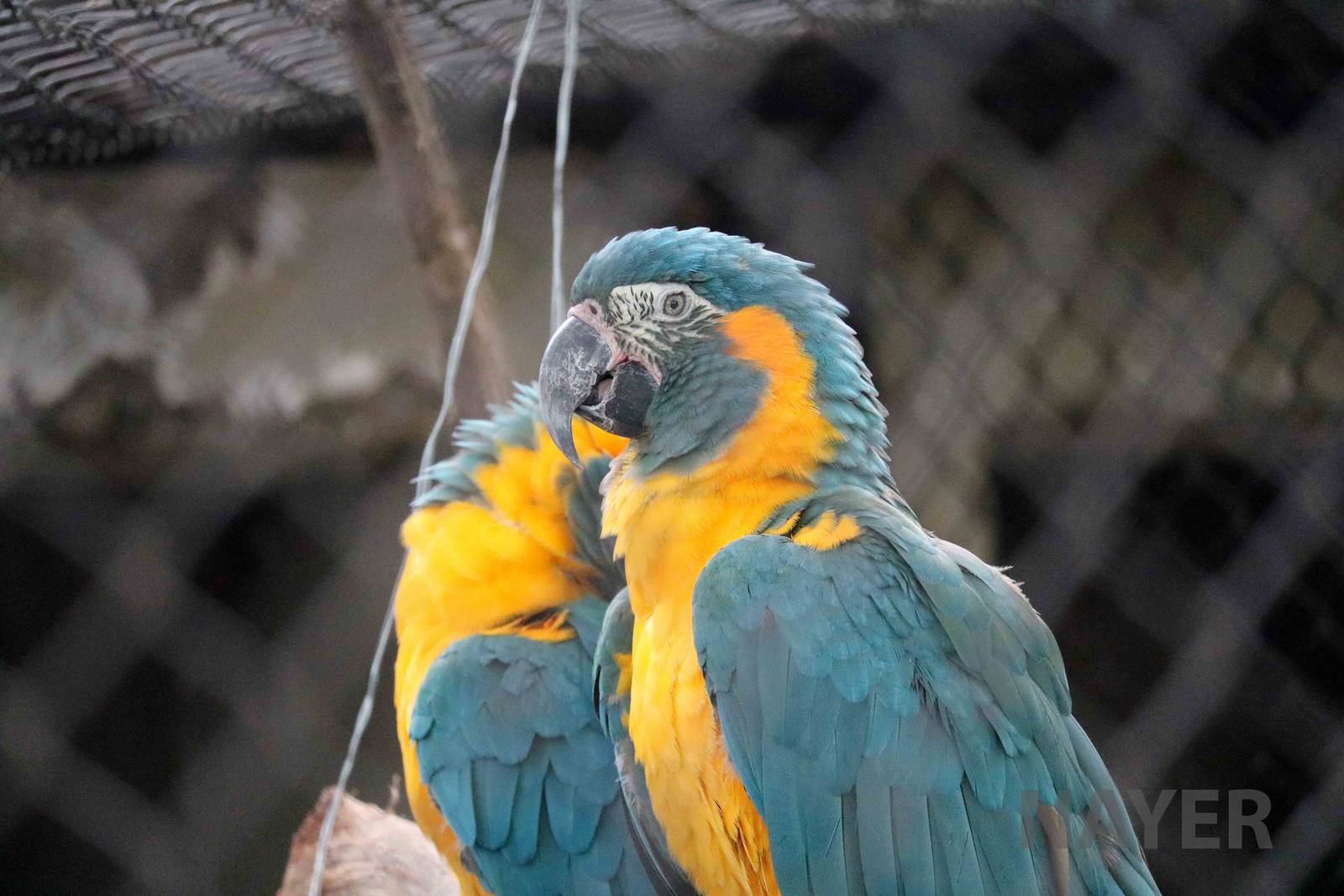 Blue-throated macaws, March 2016