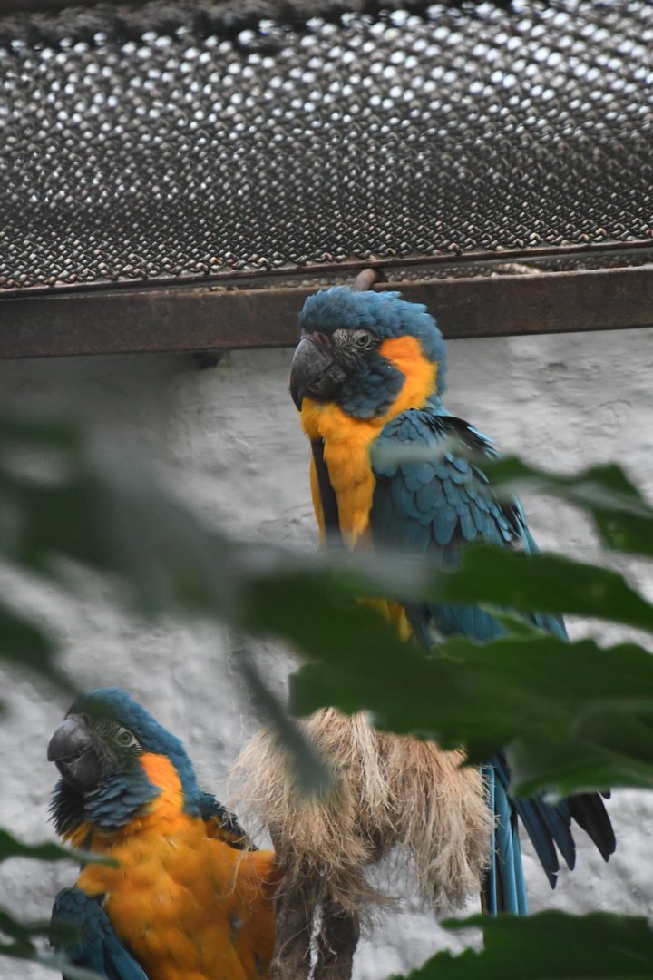 Blue-throated Macaws (Zoo Lourosa)
