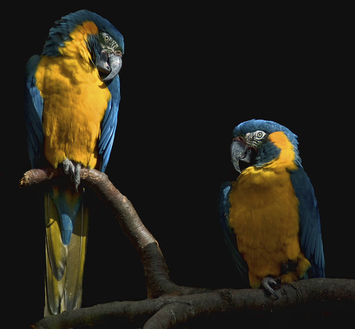 Blue Throated Macaws