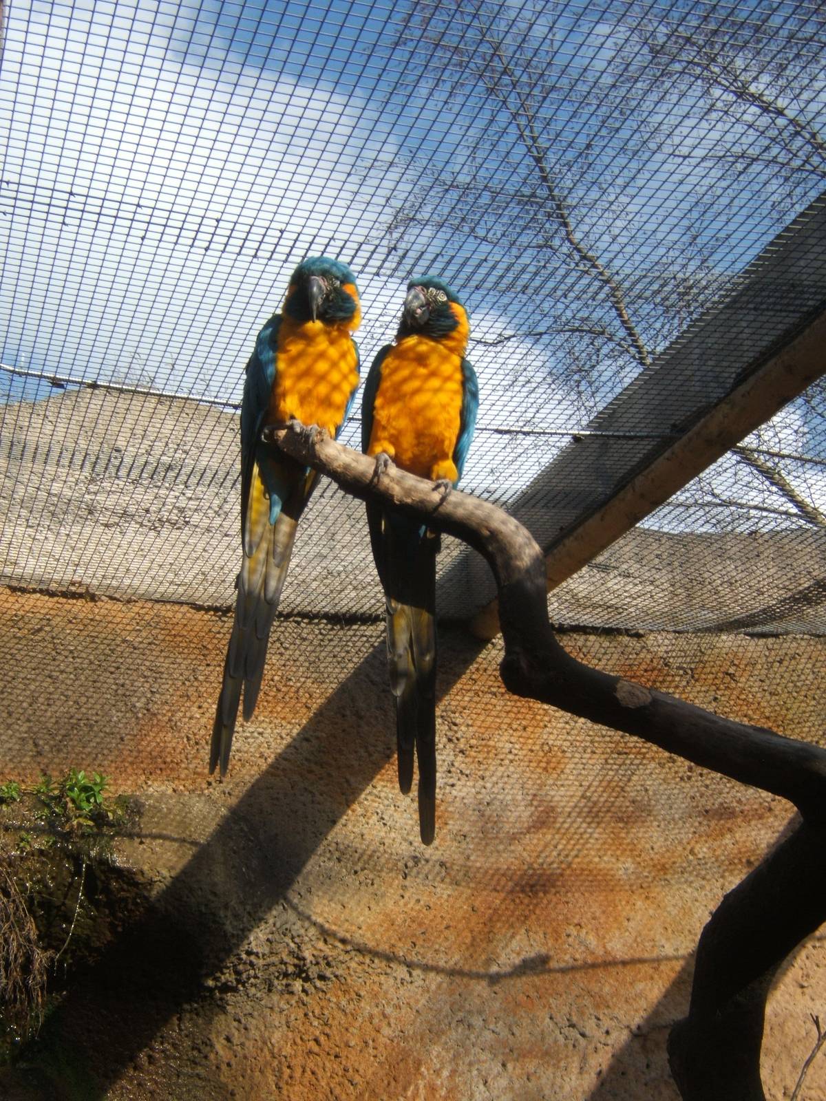 Blue-throated Macaws