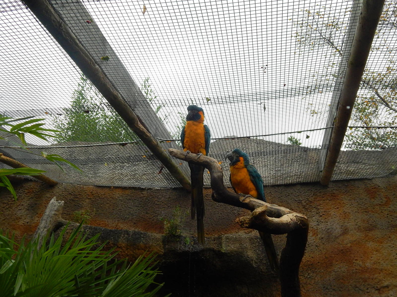 Blue-throated Macaws