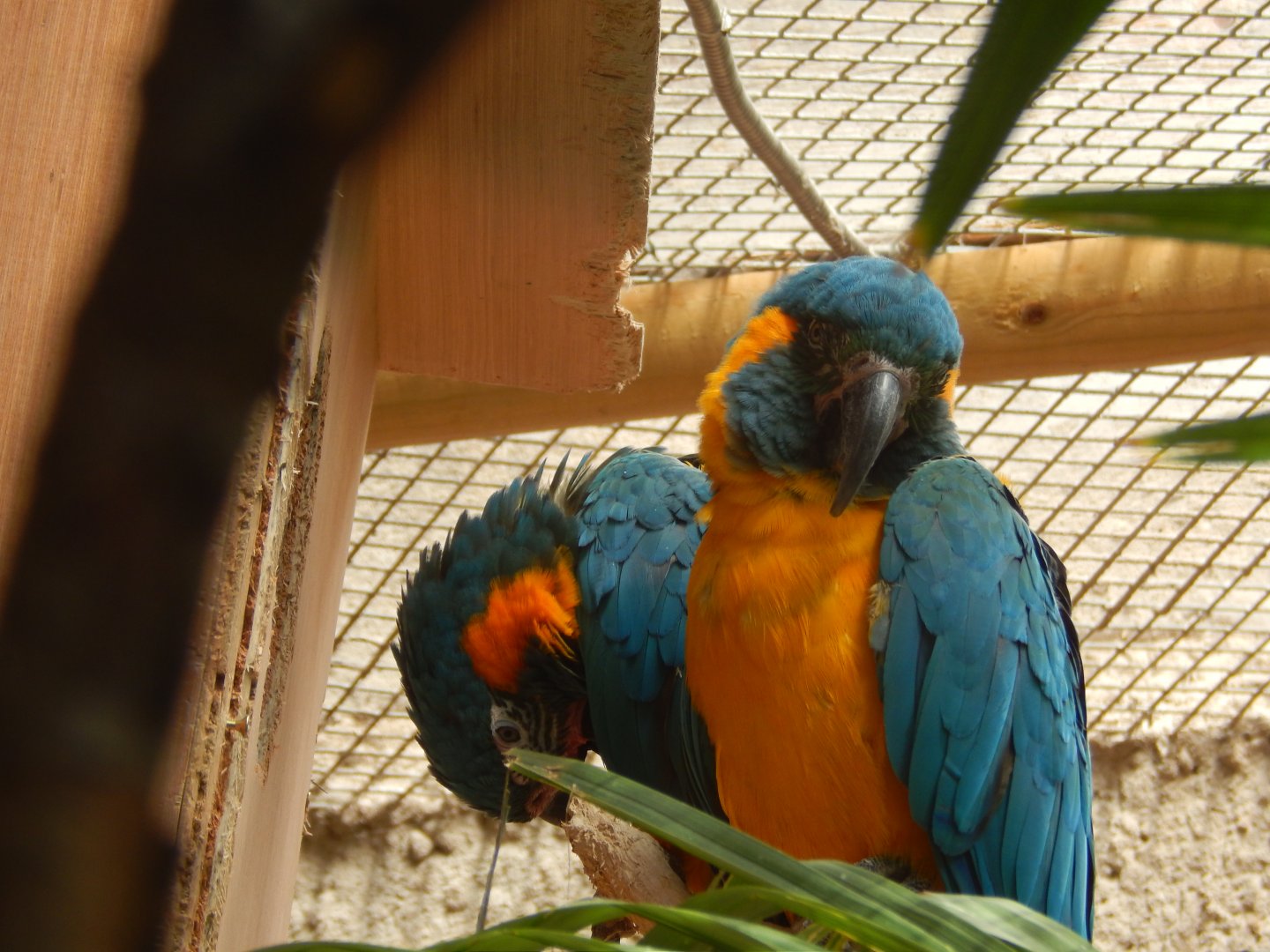 Blue-throated Macaws