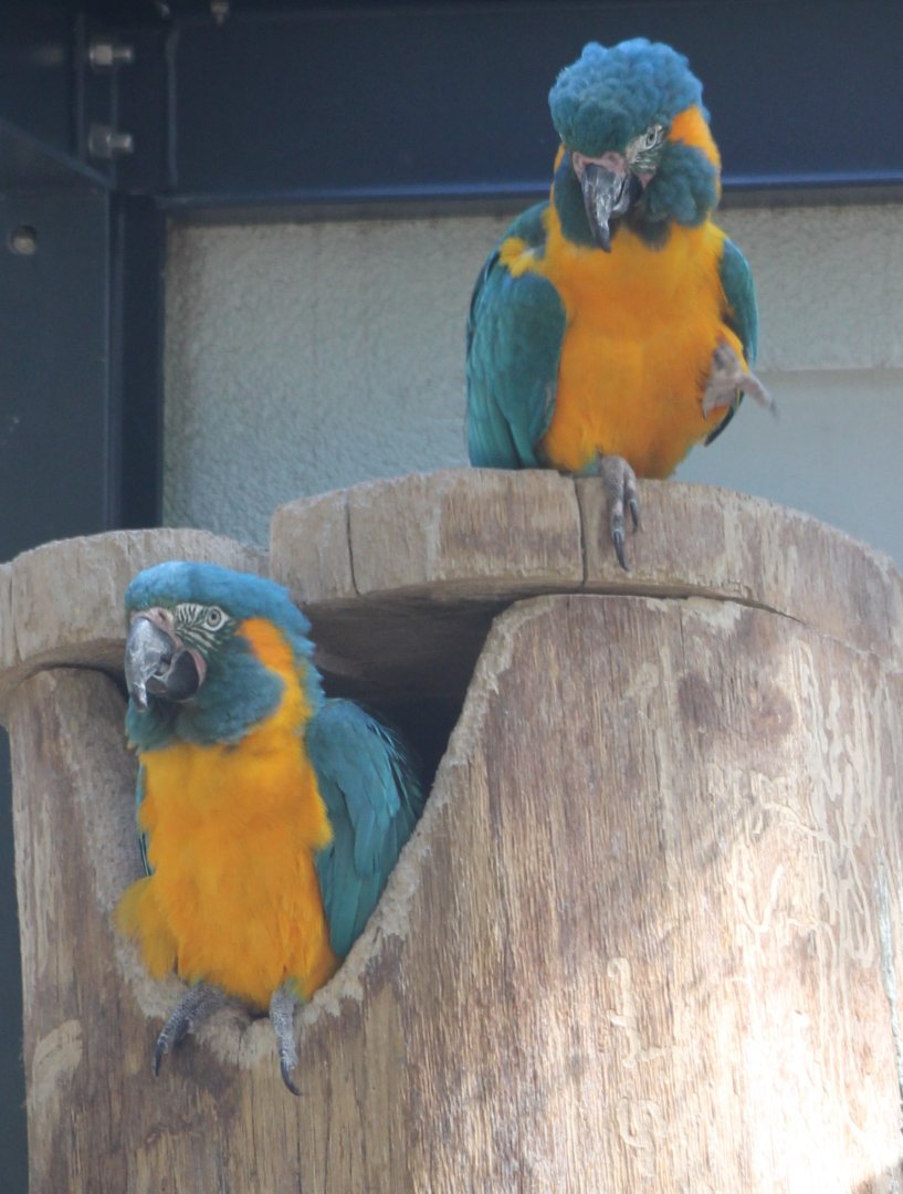 Blue-throated macaws
