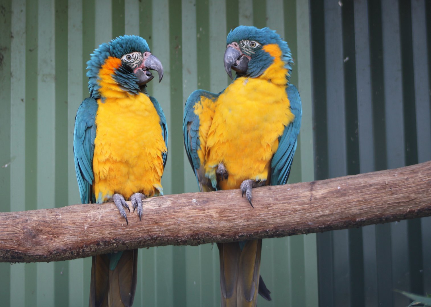 Blue-throated macaws