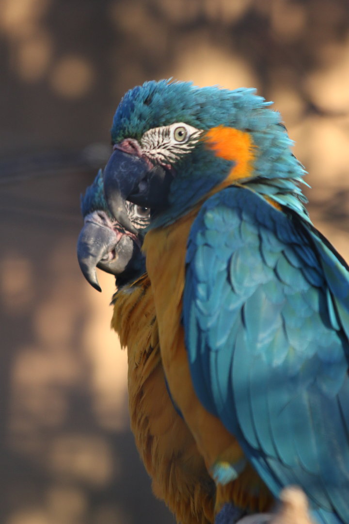Blue Throated Macaws
