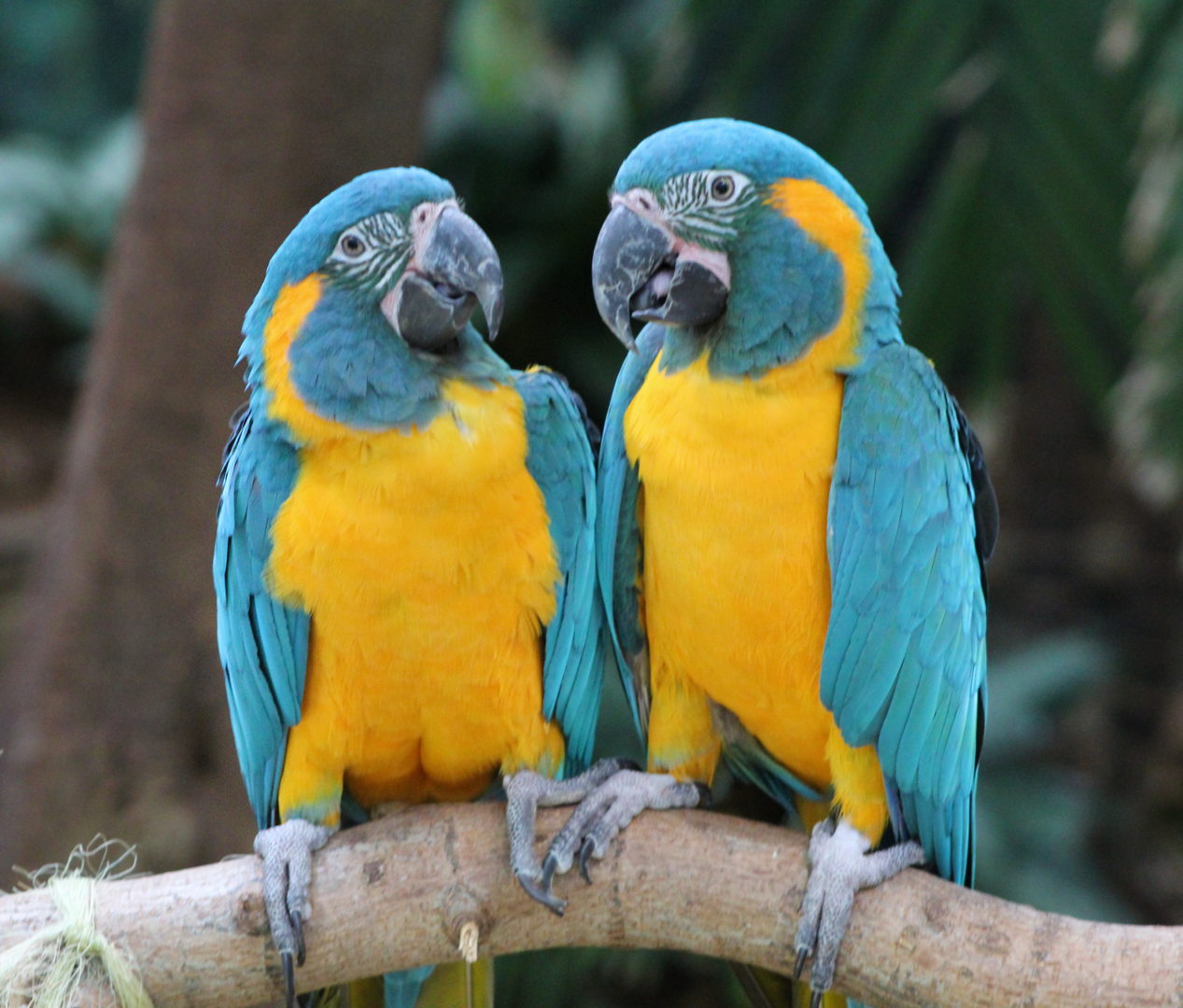 Blue-throated Macaws