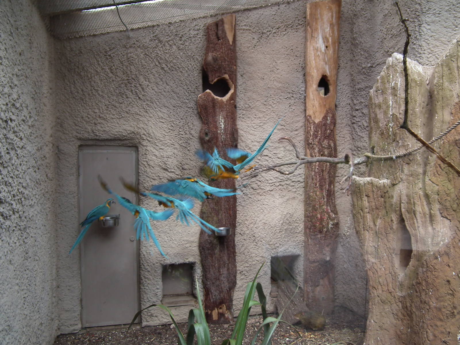 Blue throated macaws