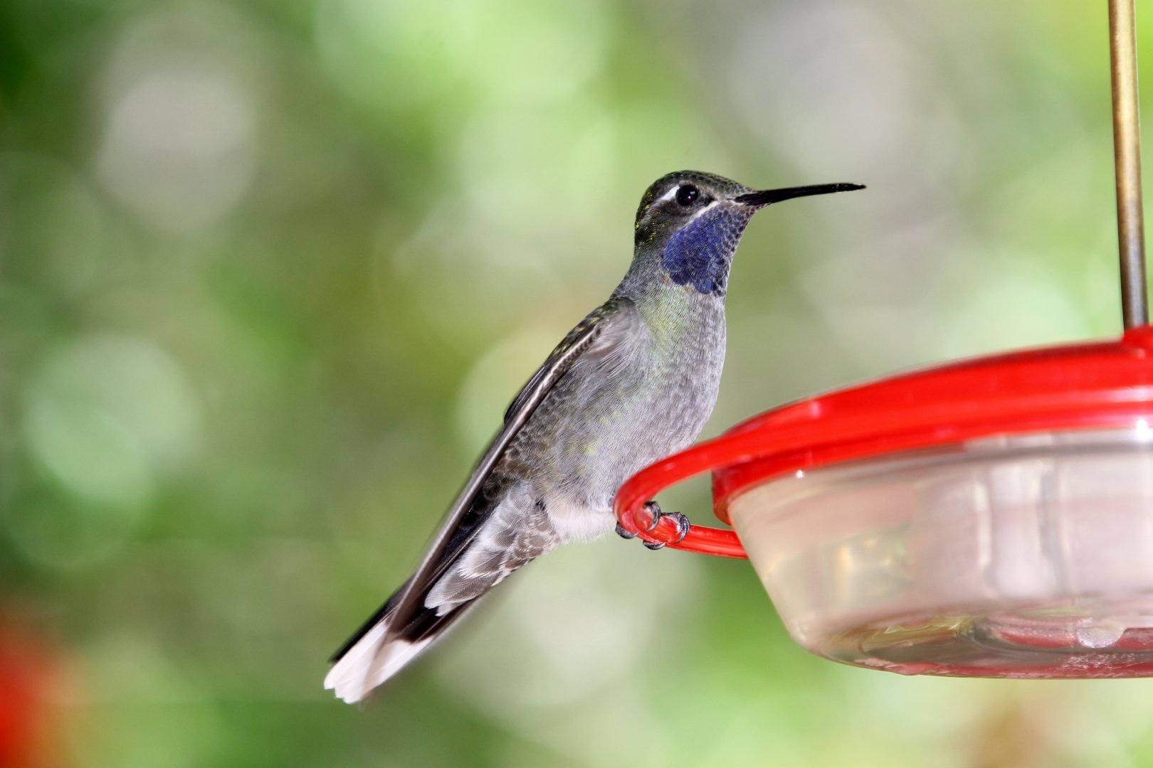Blue-throated Mountain-Gem (Lampornis clemenciae)