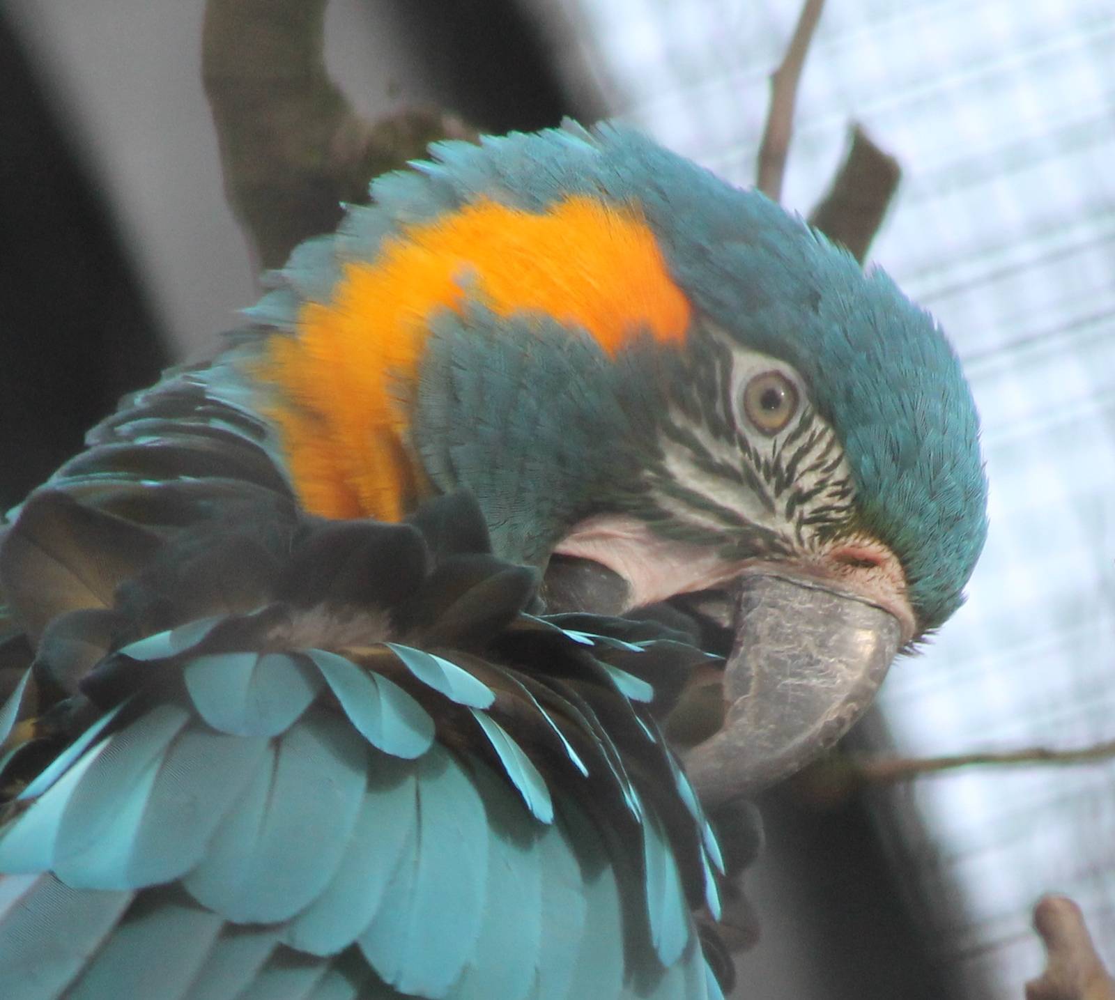 Blue-throated ( or canide ) macaw