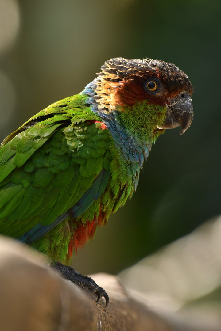 Blue-throated Parakeet Pyrrhura cruentata