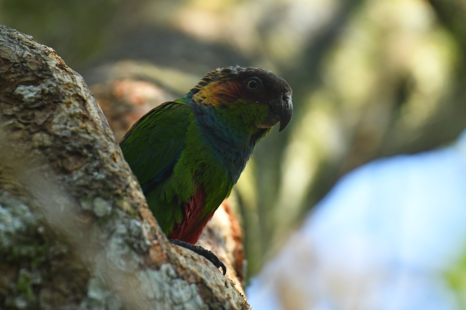 Blue-throated Parakeet Pyrrhura cruentata