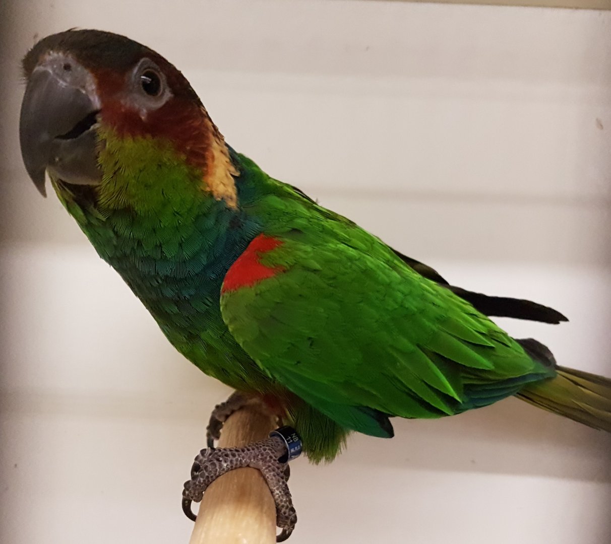 Blue-throated parakeet