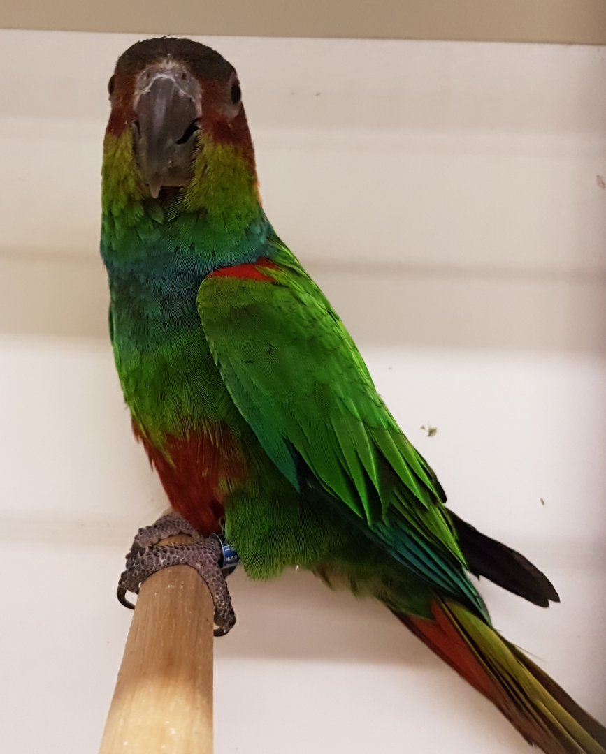 Blue-throated parakeet