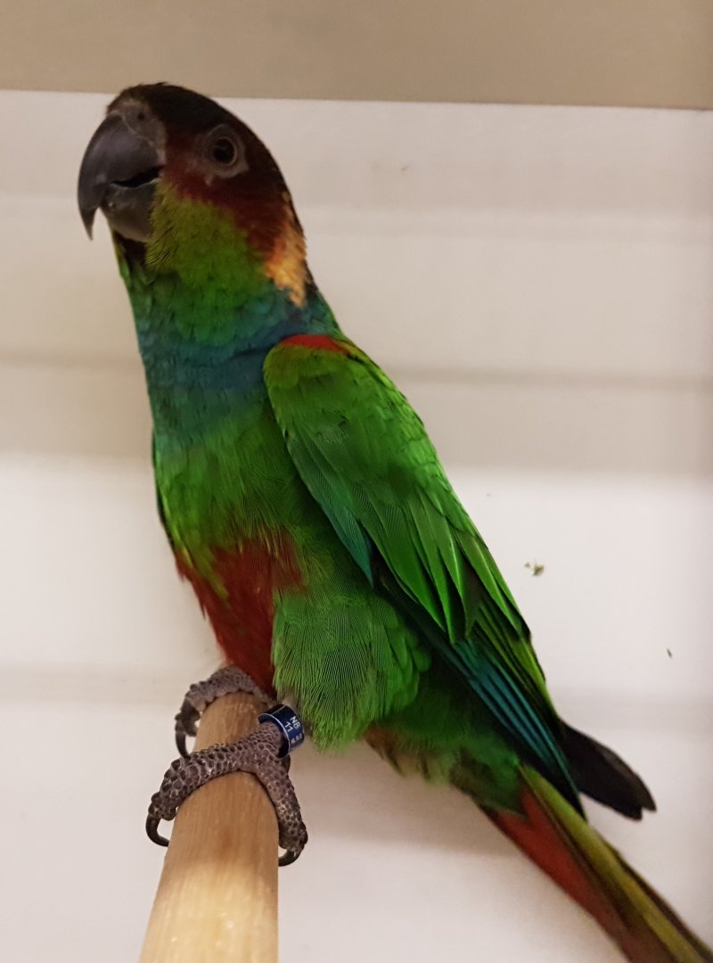 Blue-throated parakeet