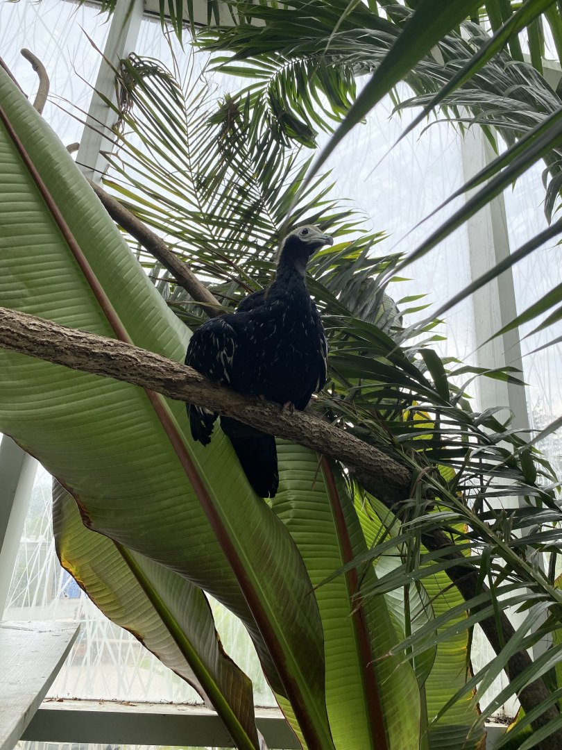 Blue-Throated Piping Guan 01 - Roger Williams Park Zoo