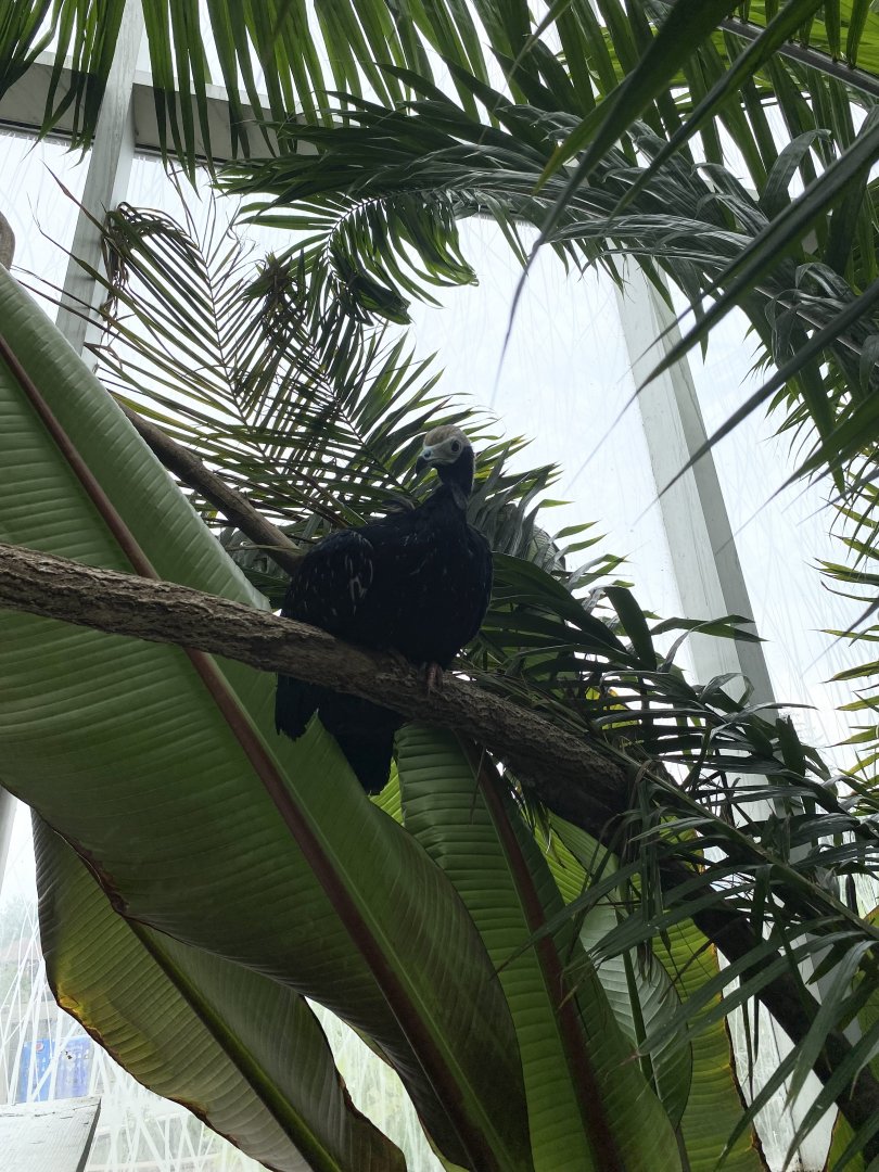Blue-Throated Piping Guan 02 - Roger Williams Park Zoo