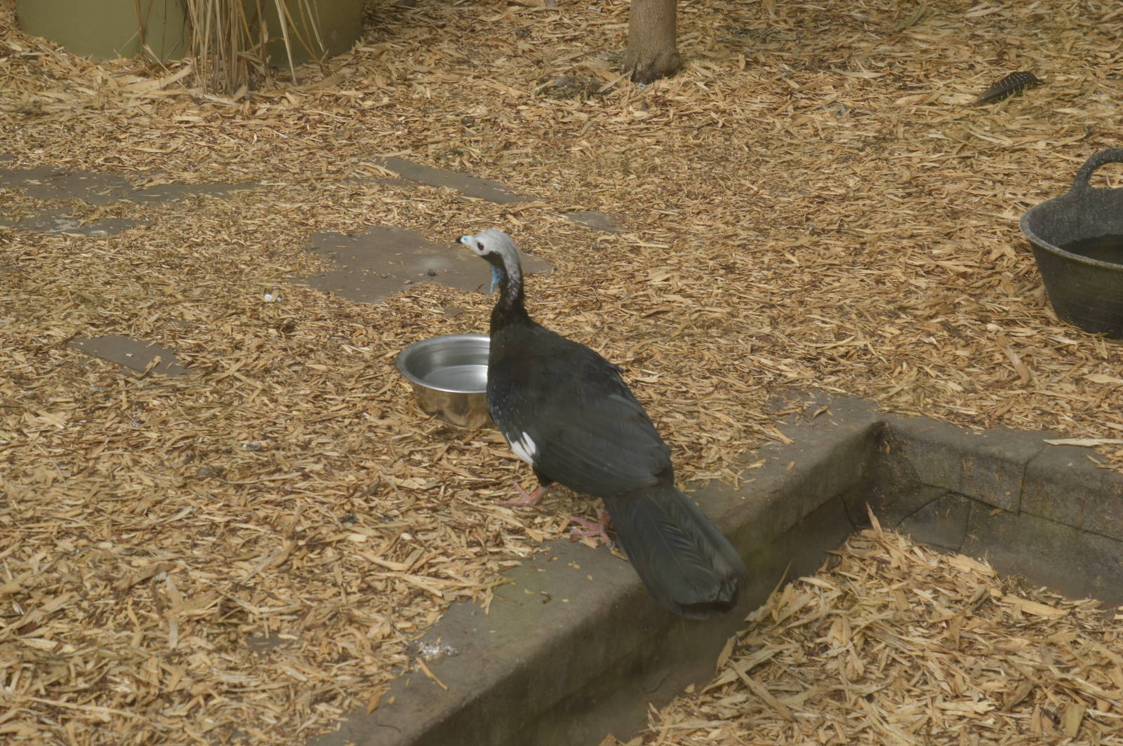 Blue-throated Piping-guan 050816