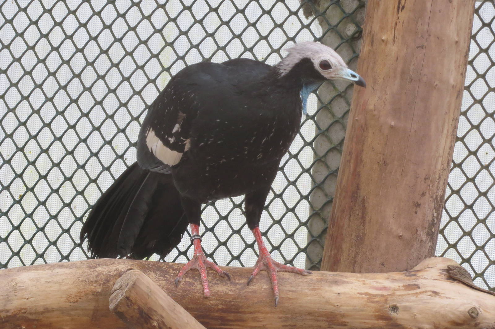 Blue-throated Piping Guan 070515