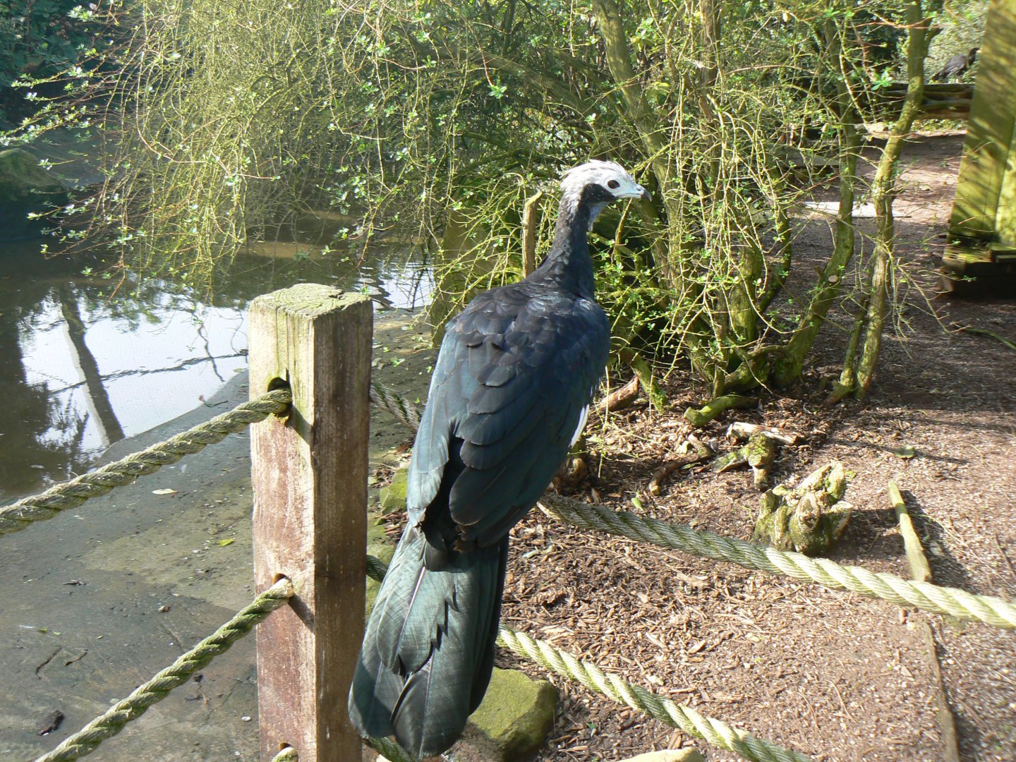 Blue-throated Piping-guan - 15 October 2017