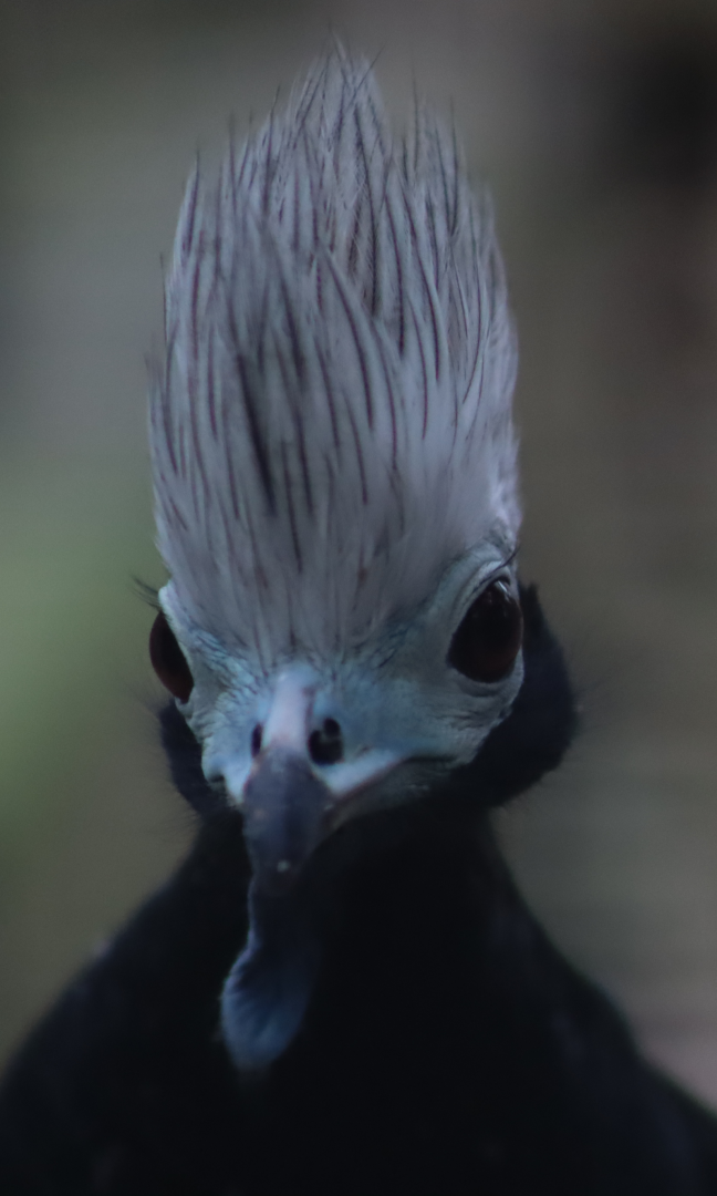Blue-throated Piping Guan - 17 February 2020