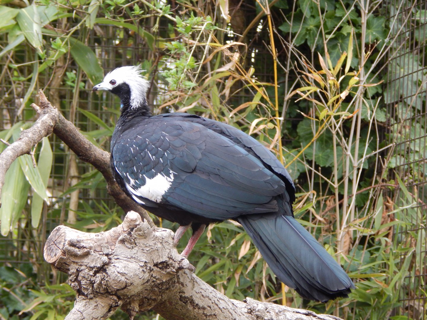 Blue-throated piping-guan 210421